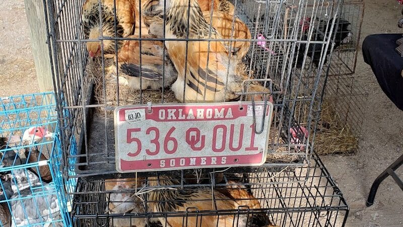 Dog Trade - Sulphur, OK