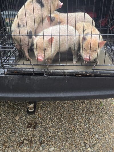Dog Trade - Sulphur, OK