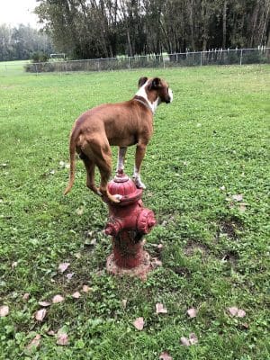 Happy Tails Dog Park - Summit