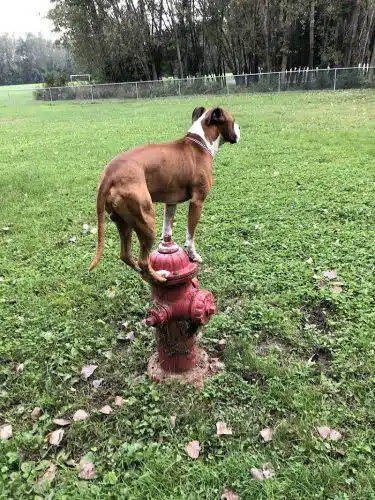 Happy Tails Dog Park - Summit
