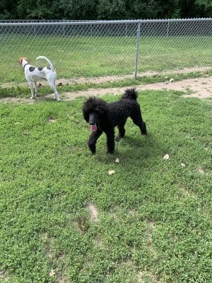 Happy Tails Dog Park - Summit