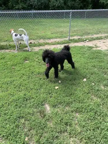 Happy Tails Dog Park - Summit