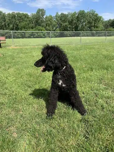 Happy Tails Dog Park - Summit
