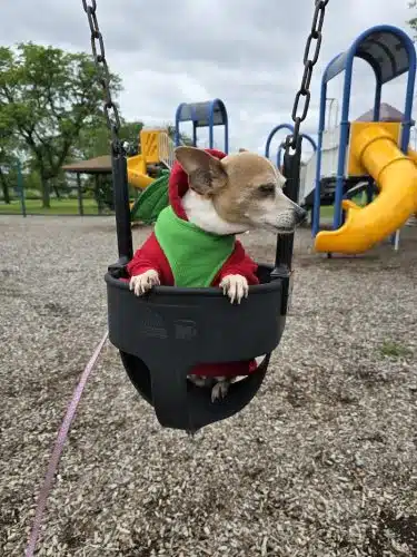 Happy Tails Dog Park - Summit