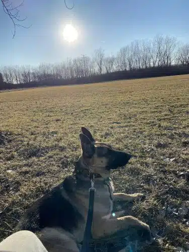 Happy Tails Dog Park - Summit