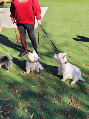 Private - Small Dog Park