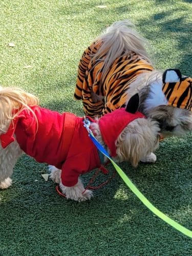 Private - Small Dog Park