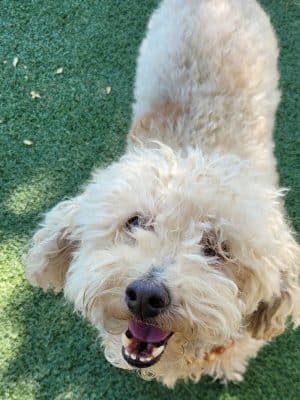 Private - Small Dog Park