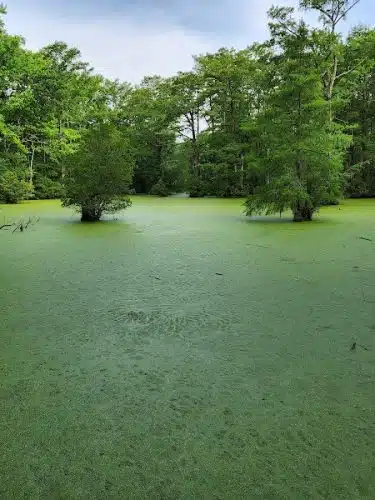 Merchants Millpond Boat Ramp - Sunbury, NC