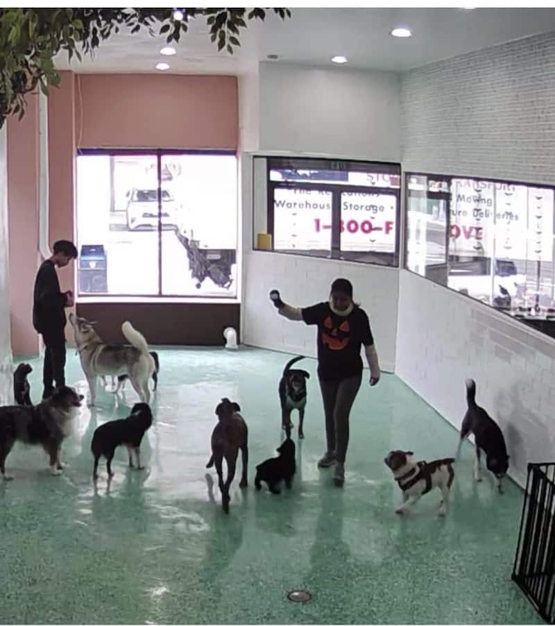 Fat Puppies INN - Sunnyside, NY