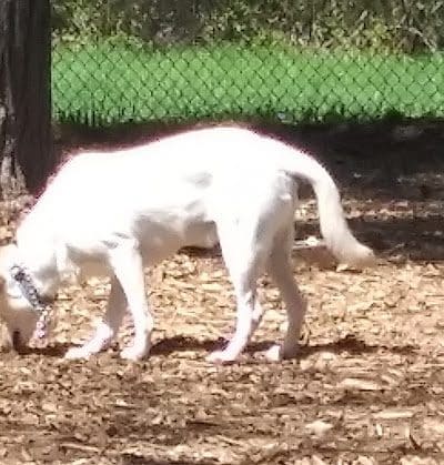 Superior Dog Park - Superior, WI