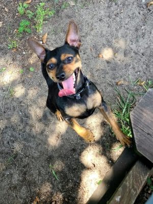 Surfside Beach Dog Park