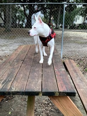 Surfside Beach Dog Park