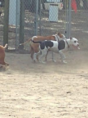 Surfside Beach Dog Park