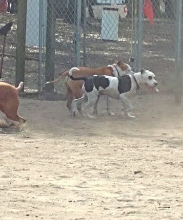 Surfside Beach Dog Park