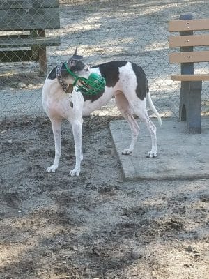 Surfside Beach Dog Park