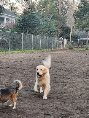 Surfside Beach Dog Park