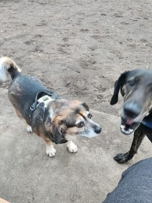 Surfside Beach Dog Park