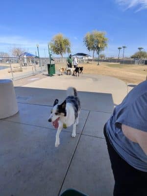 Large Dog Park