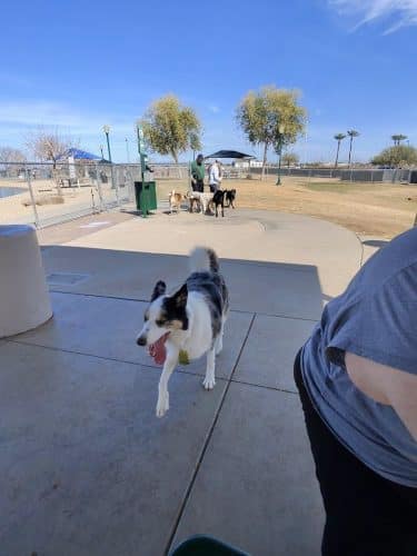 Large Dog Park