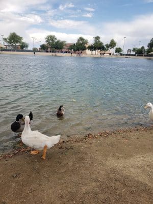 Large Dog Park