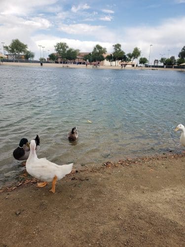 Large Dog Park