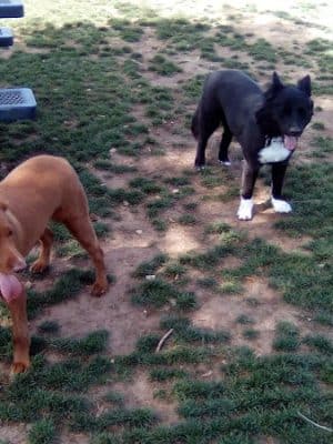 Large Dog Park