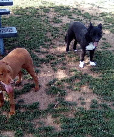 Large Dog Park