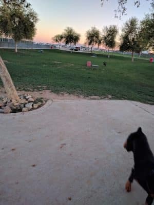 Large Dog Park