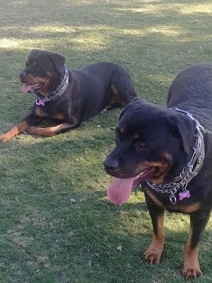 Large Dog Park