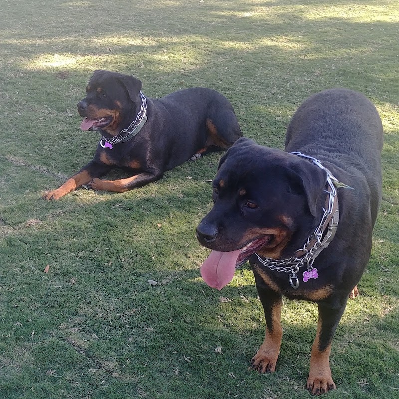 Large Dog Park - Surprise, AZ