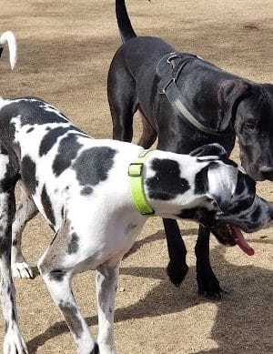 Large Dog Park