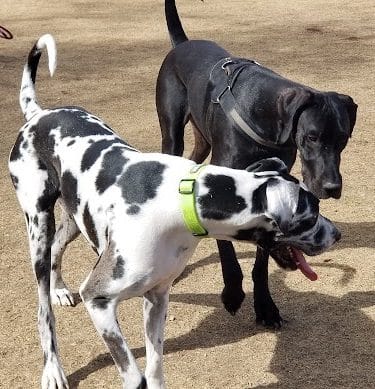Large Dog Park