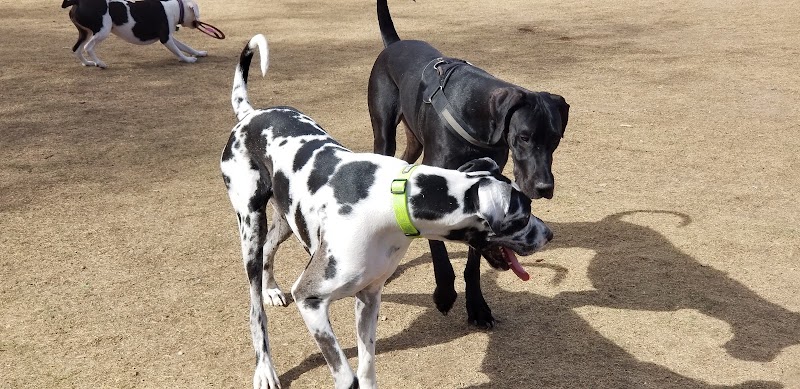Large Dog Park - Surprise, AZ
