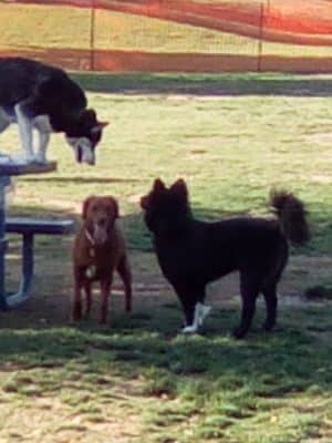 Large Dog Park