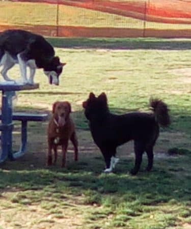 Large Dog Park