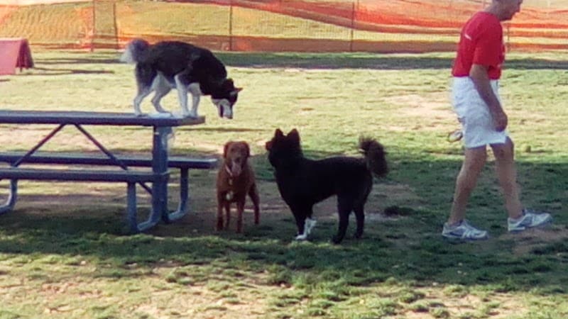 Large Dog Park - Surprise, AZ