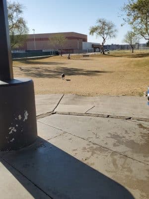 Large Dog Park
