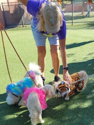 Large Dog Park