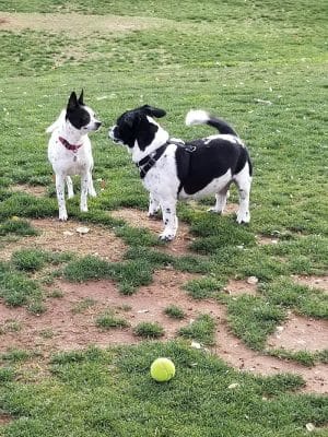 Small Dog Park