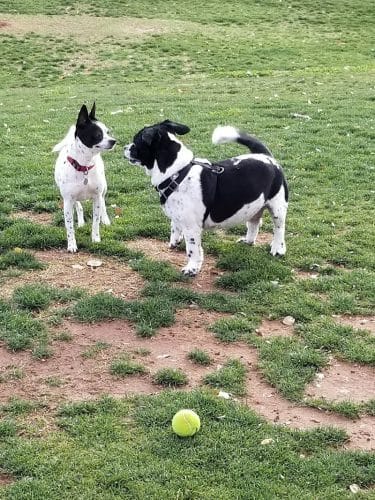 Small Dog Park