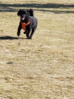 Small Dog Park