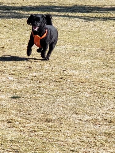 Small Dog Park