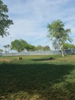 Small Dog Park