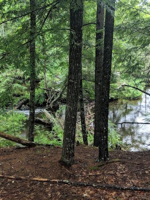Patten Stream Preserve- Blue Hill Heritage Trust