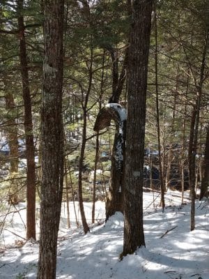 Patten Stream Preserve- Blue Hill Heritage Trust