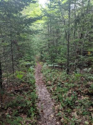 Patten Stream Preserve- Blue Hill Heritage Trust