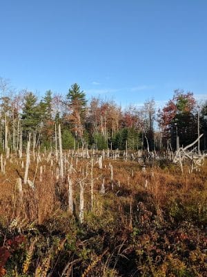 Surry Forest, Blue Hill Heritage Trust