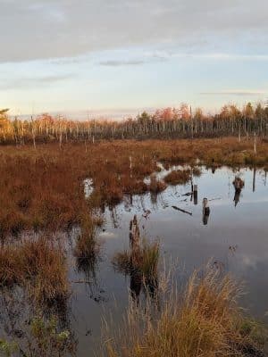 Surry Forest, Blue Hill Heritage Trust