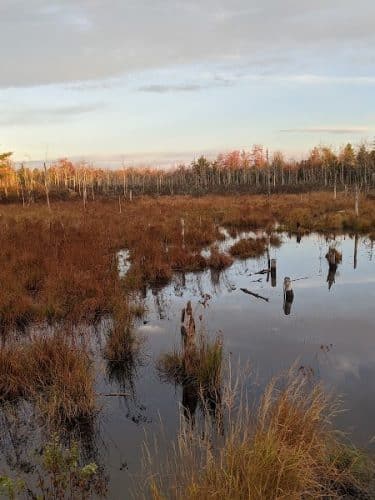 Surry Forest, Blue Hill Heritage Trust